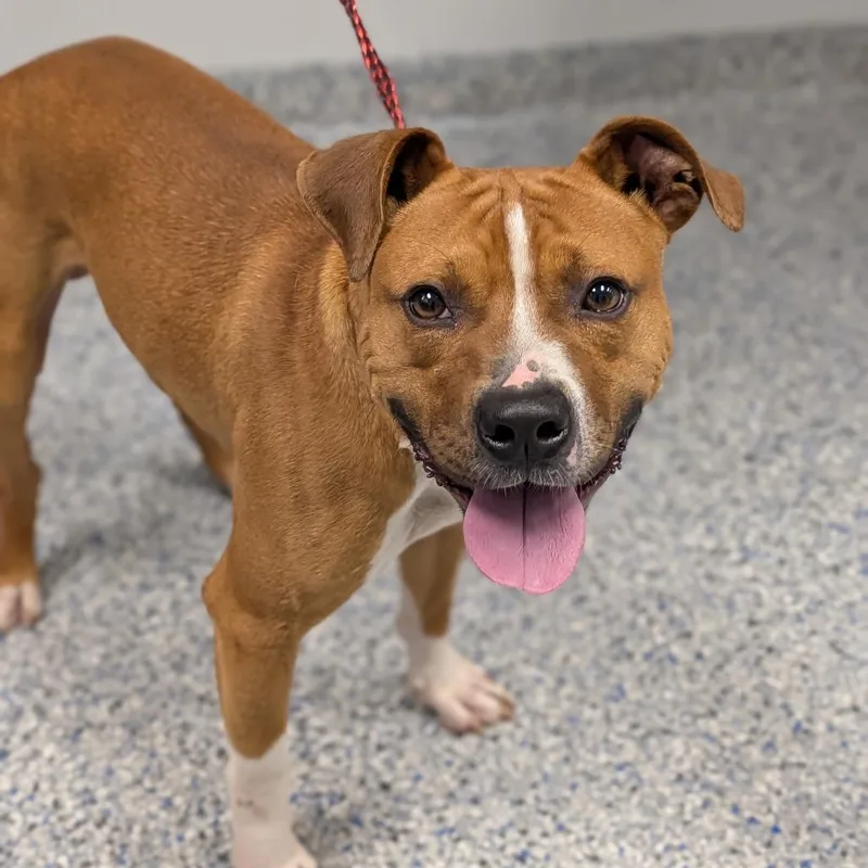 An adult medium-sized male Brown / Chocolate American Staffordshire Terrier dog named Grant for adoption in Greenville, SC