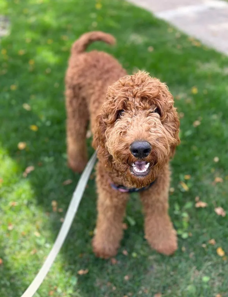 A baby large-sized male Irish Setter dog named Osa for adoption in Salt Lake City, UT