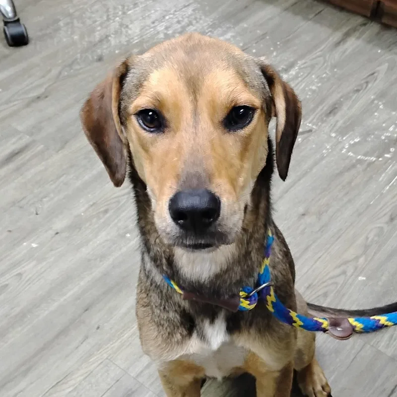 An adult medium-sized male Brown / Chocolate Mixed Breed dog named Quinton for adoption in Summerville, SC