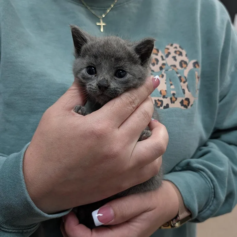 A baby small-sized female Gray / Blue / Silver Domestic Short Hair cat named Periwinkle for adoption in Ardmore, OK