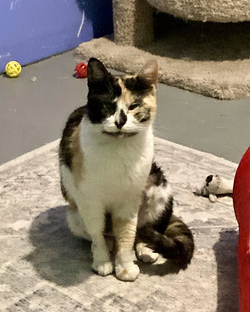An adult medium-sized female Calico Domestic Short Hair cat named Macy for adoption in Albany, NY