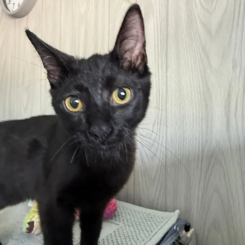 A baby small-sized male Black Domestic Short Hair cat named Jack for adoption in Casa Grande, AZ