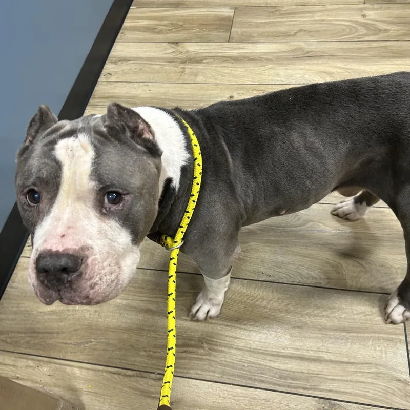 A baby medium-sized male White / Cream Pit Bull Terrier dog named Russel for adoption in Newark, NJ