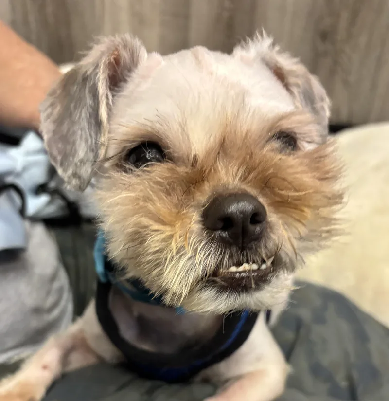 An adult small-sized male White / Cream Maltipoo dog named Slick Jones for adoption in Thousand Oaks, CA