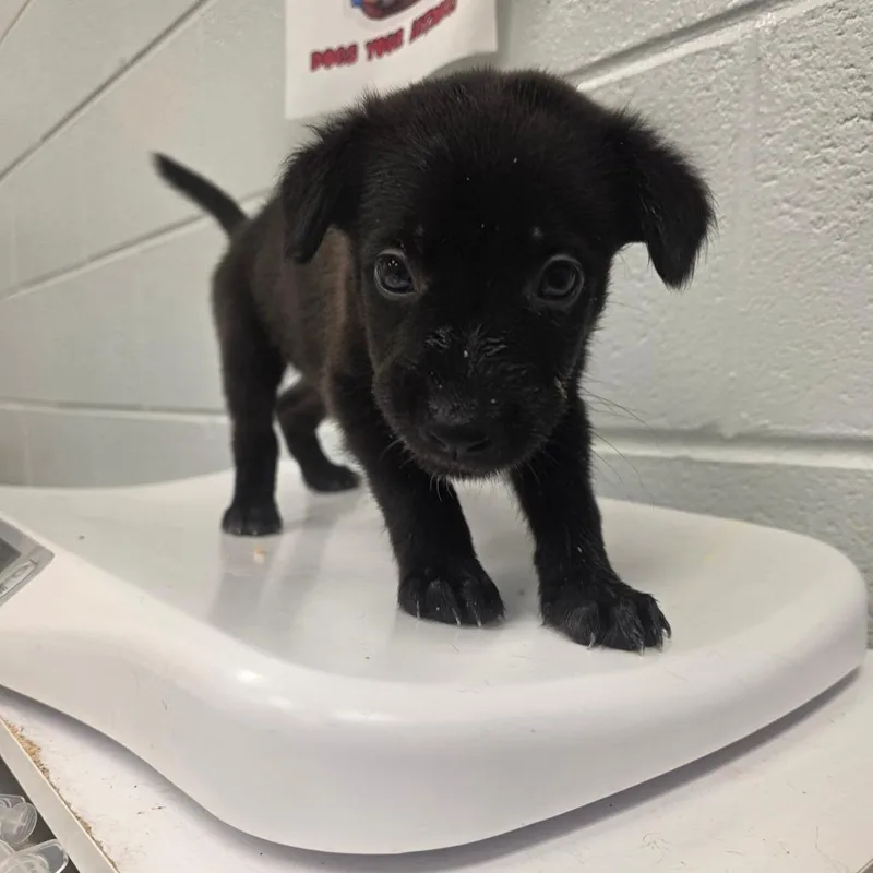 A baby small-sized male Mixed Breed dog named Prairie creek for adoption in Chattanooga, TN