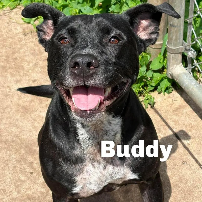 Buddy