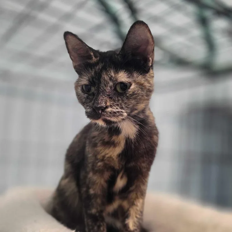 An adult small-sized female Tortoiseshell Domestic Short Hair cat named Minette for adoption in Huntsville, AL