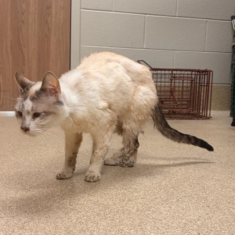 A senior medium-sized male Domestic Short Hair cat named Drei for adoption in Bristol, IN