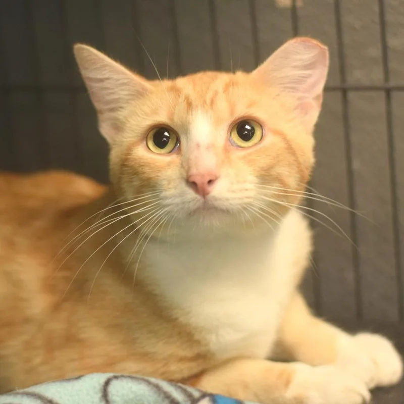 A young medium-sized male Orange / Red Domestic Short Hair cat named Cinnamon for adoption in Belleville, IL