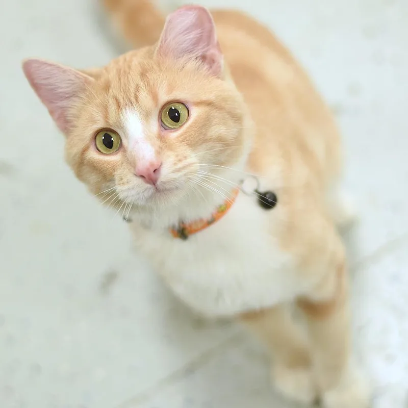 Cinnamon thumbnail 2