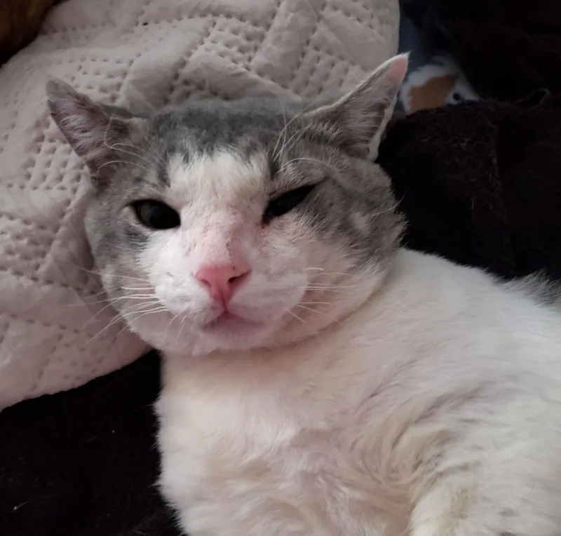 Henry Ragstoriches thumbnail 2