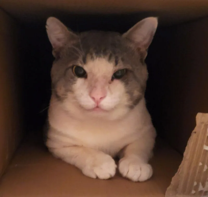 Henry Ragstoriches thumbnail 3