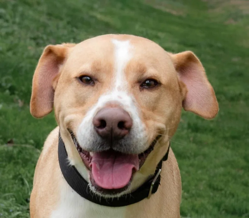 An adult large-sized male Yellow / Tan / Blond / Fawn Labrador Retriever dog named Theo for adoption in Nashville, TN