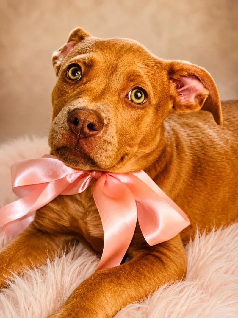 A baby medium-sized female Apricot / Beige Labrador Retriever dog named Sweetness for adoption in Nahunta, GA