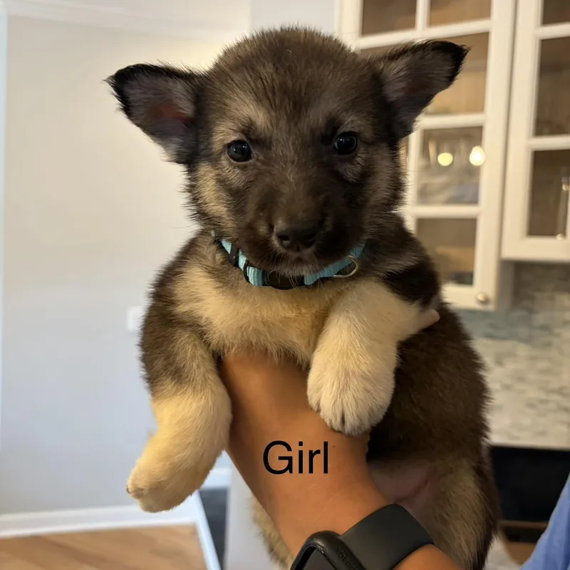 A baby medium-sized female Black Siberian Husky dog named Kona for adoption in Brentwood, TN