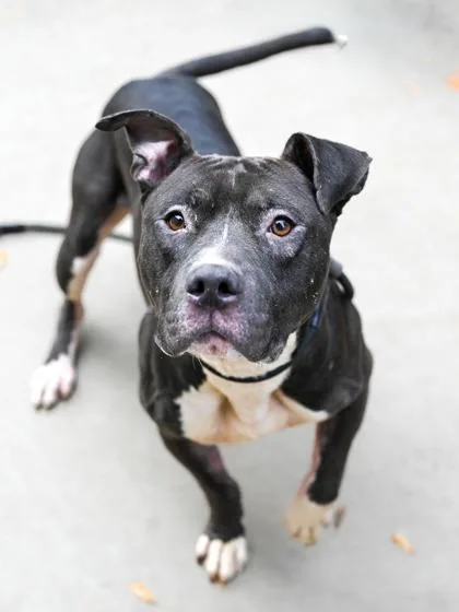 A senior large-sized male Mixed Breed dog named Hulko for adoption in Chamblee, GA