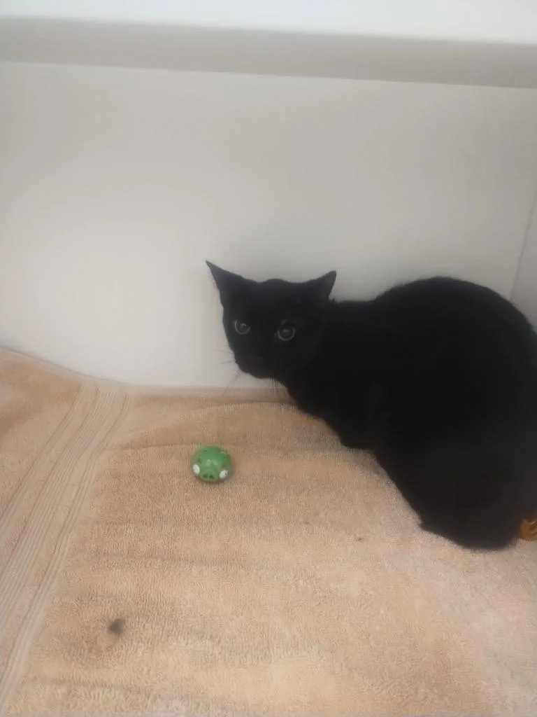 A young large-sized male Domestic Short Hair cat named Kingsford for adoption in Oxford, NC