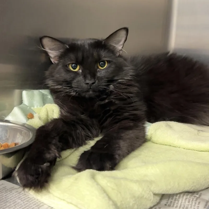 Salem