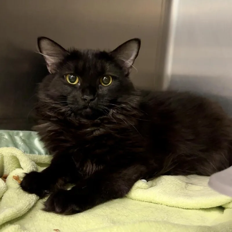 Salem thumbnail 2