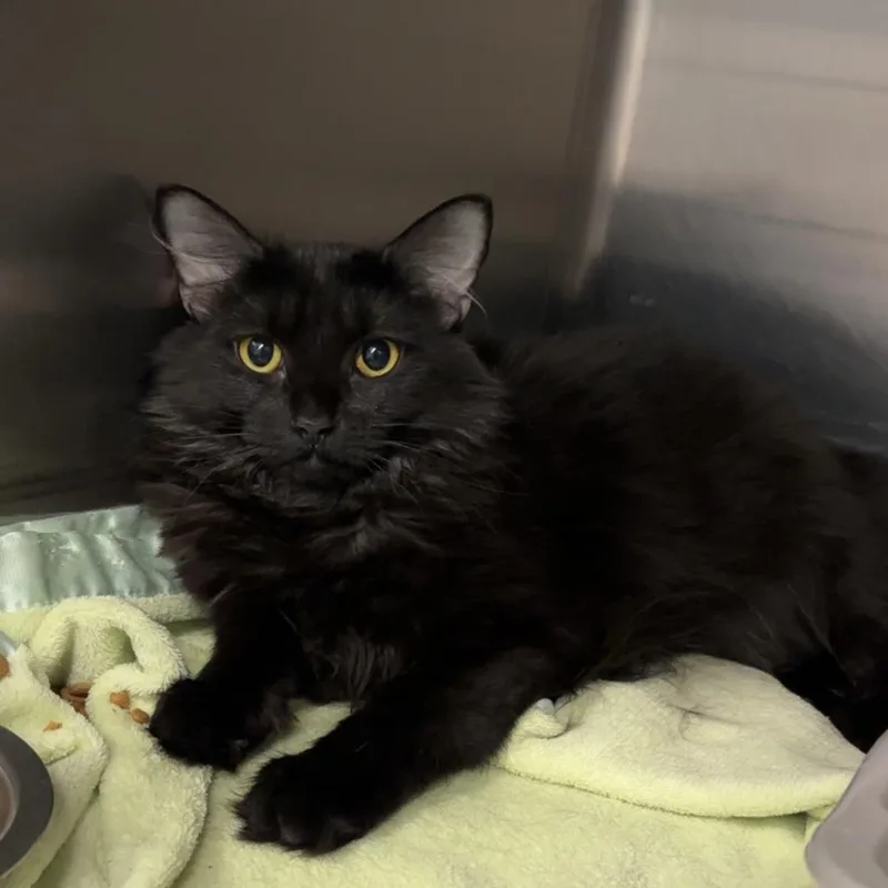 Salem thumbnail 3
