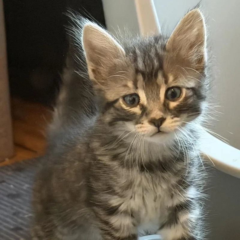 A baby small-sized male Cream / Ivory Domestic Short Hair cat named Beetle for adoption in Denison, TX