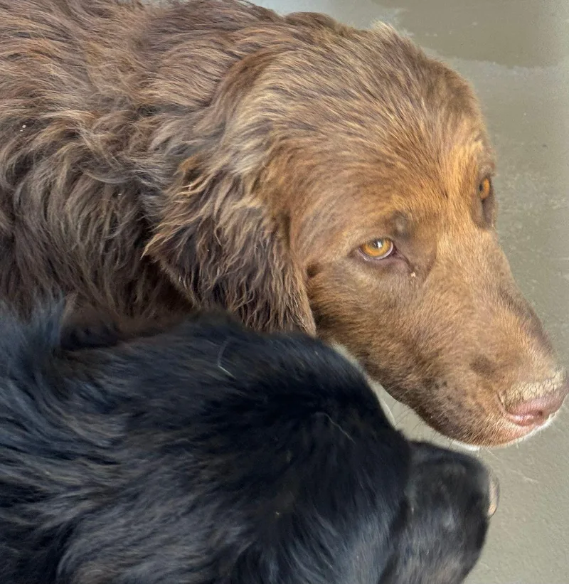 An adult medium-sized male Brown / Chocolate Great Pyrenees dog named Wildrose for adoption in Kingman, AZ