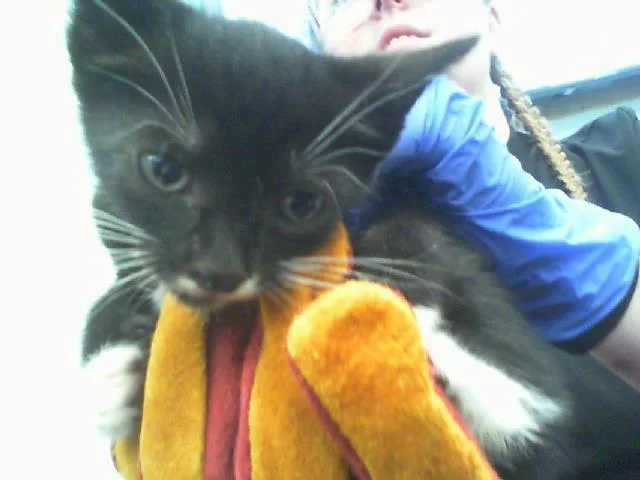 A baby small-sized male Domestic Short Hair cat named Baron for adoption in Charlotte, NC