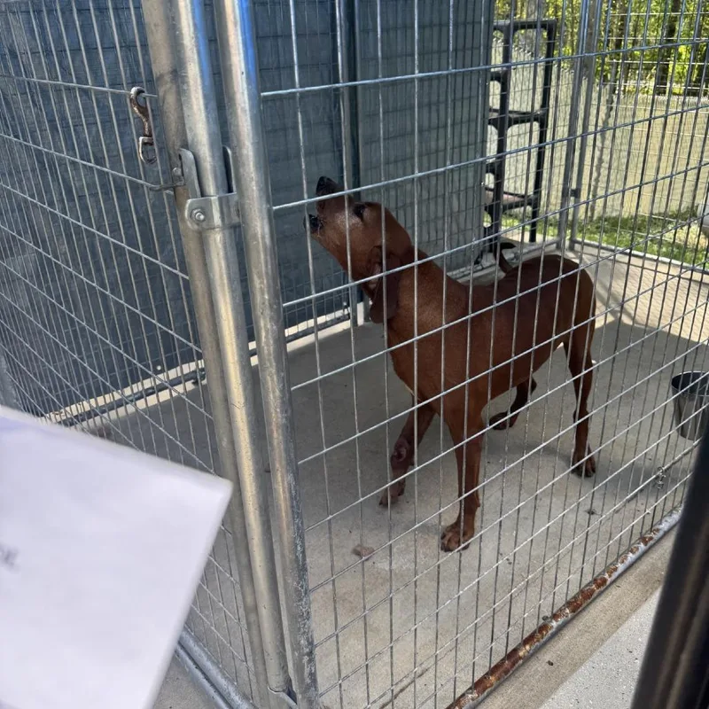 A senior large-sized male Red / Chestnut / Orange Redbone Coonhound dog named Duke for adoption in Columbus, NC