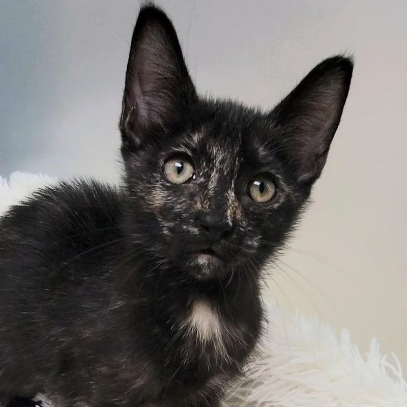 A baby small-sized female Tortoiseshell Domestic Short Hair cat named Coco for adoption in Marietta, GA