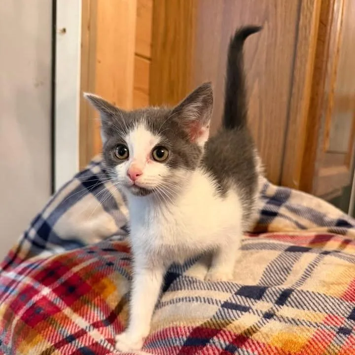 A baby small-sized female White American Shorthair cat named Eenie for adoption in Bessemer, AL