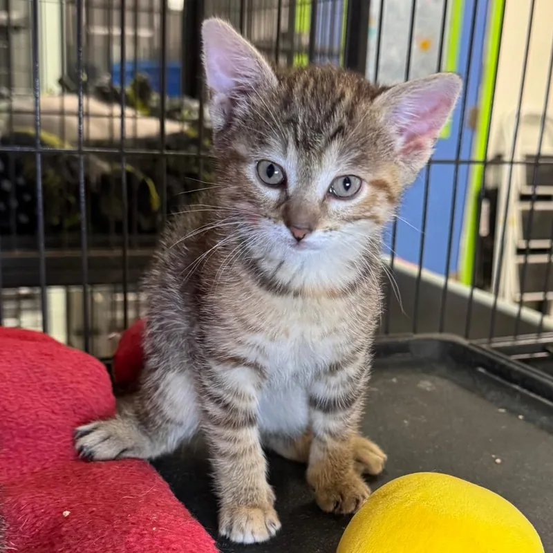 A baby medium-sized female Domestic Short Hair cat named Avery for adoption in Saginaw, MI