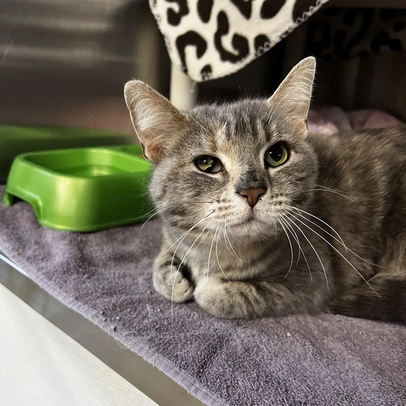 Primrose