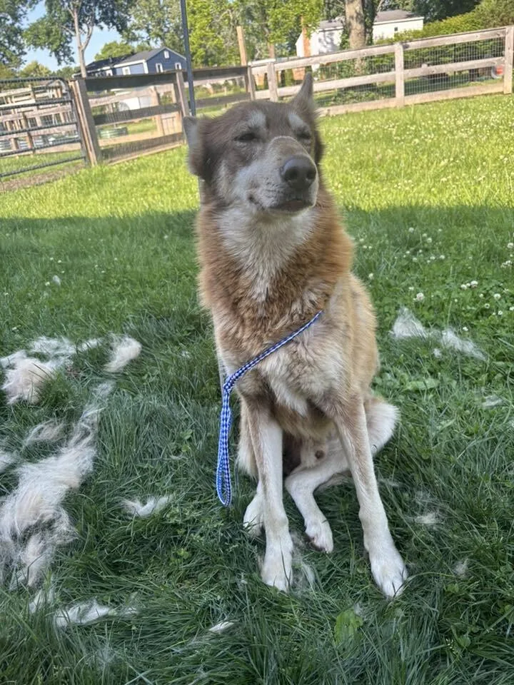 A senior large-sized male Red / Chestnut / Orange Husky dog named Sundance for adoption in Georgetown, OH
