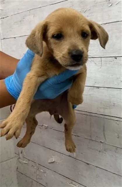 A baby small-sized female Pit Bull Terrier dog named Marzo for adoption in San Bernardino, CA