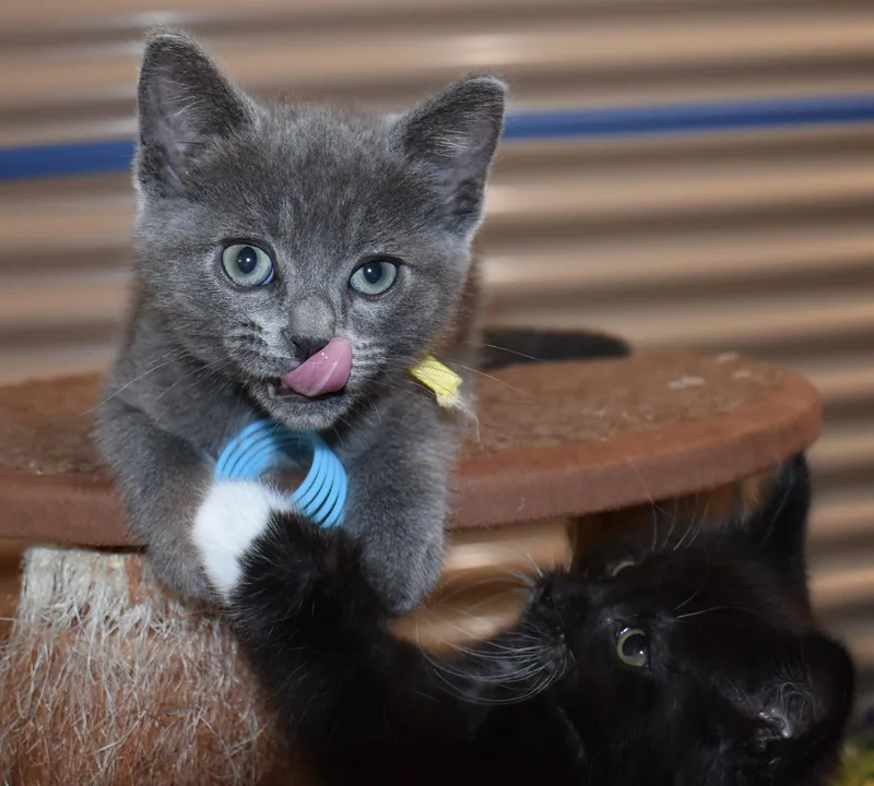 A baby small-sized female Gray / Blue / Silver Domestic Short Hair cat named Mousie for adoption in Silverton, OR