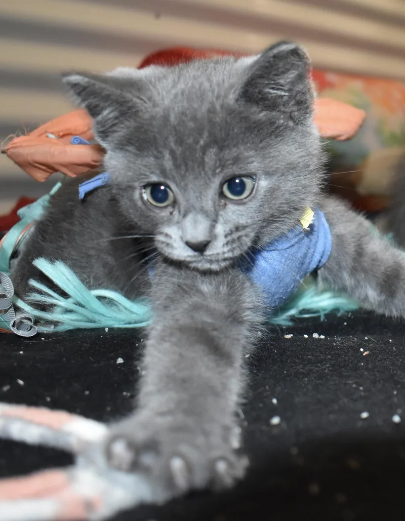 Mousie thumbnail 3