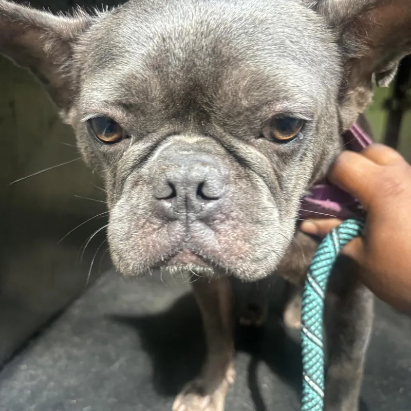 An adult medium-sized female Black French Bulldog dog named Shayla for adoption in Bessemer, AL
