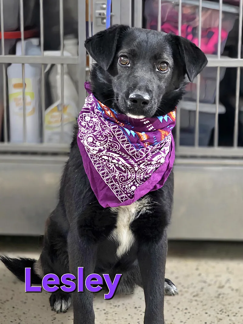A young medium-sized female Black Labrador Retriever dog named Lesley for adoption in Walthill, NE