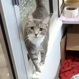 An adult medium-sized female Gray & White Domestic Short Hair cat named Victoria for adoption in Hilliard, OH