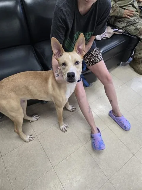 An adult medium-sized male Carolina Dog dog named Xander for adoption in Killeen, TX
