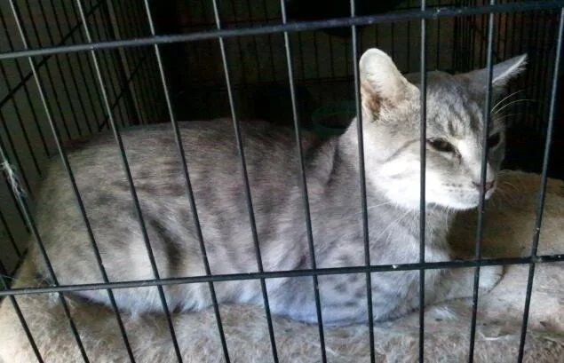 Spartacus thumbnail 2