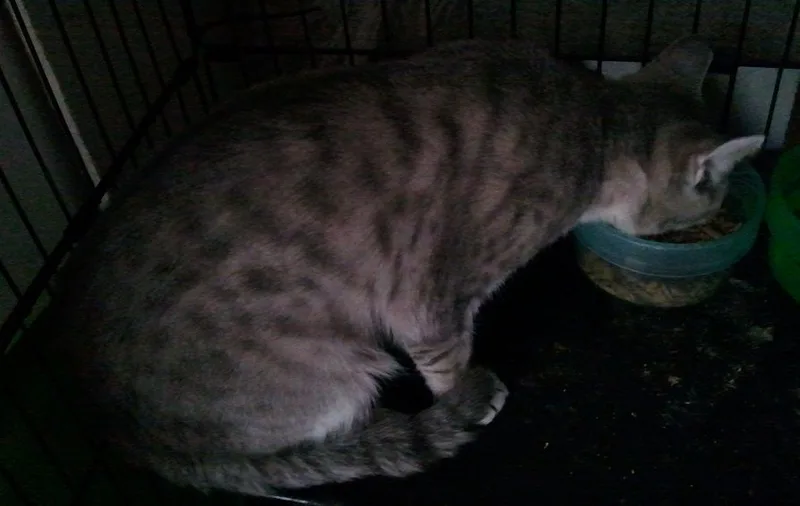 Spartacus thumbnail 3