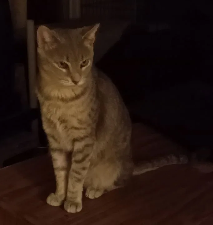 Spartacus thumbnail 4