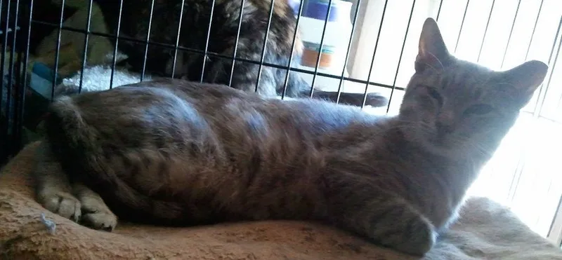 Spartacus thumbnail 5