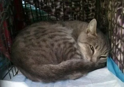 Spartacus thumbnail 6