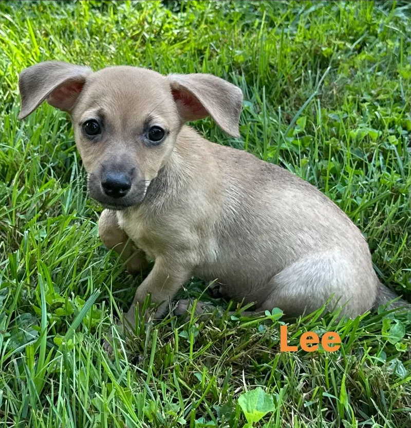 Lee thumbnail 4