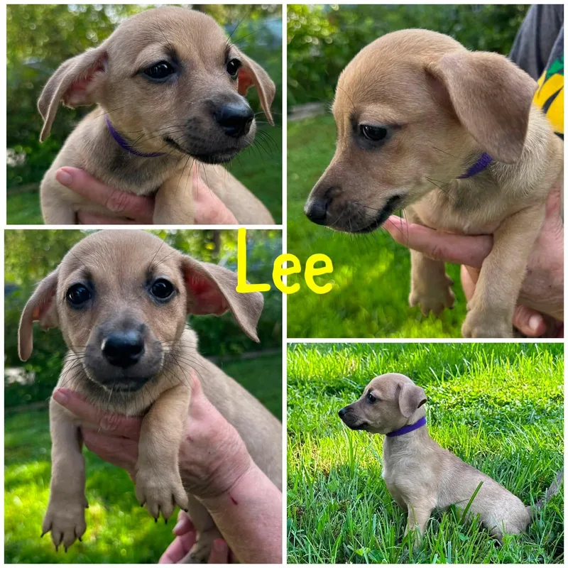 Lee thumbnail 5