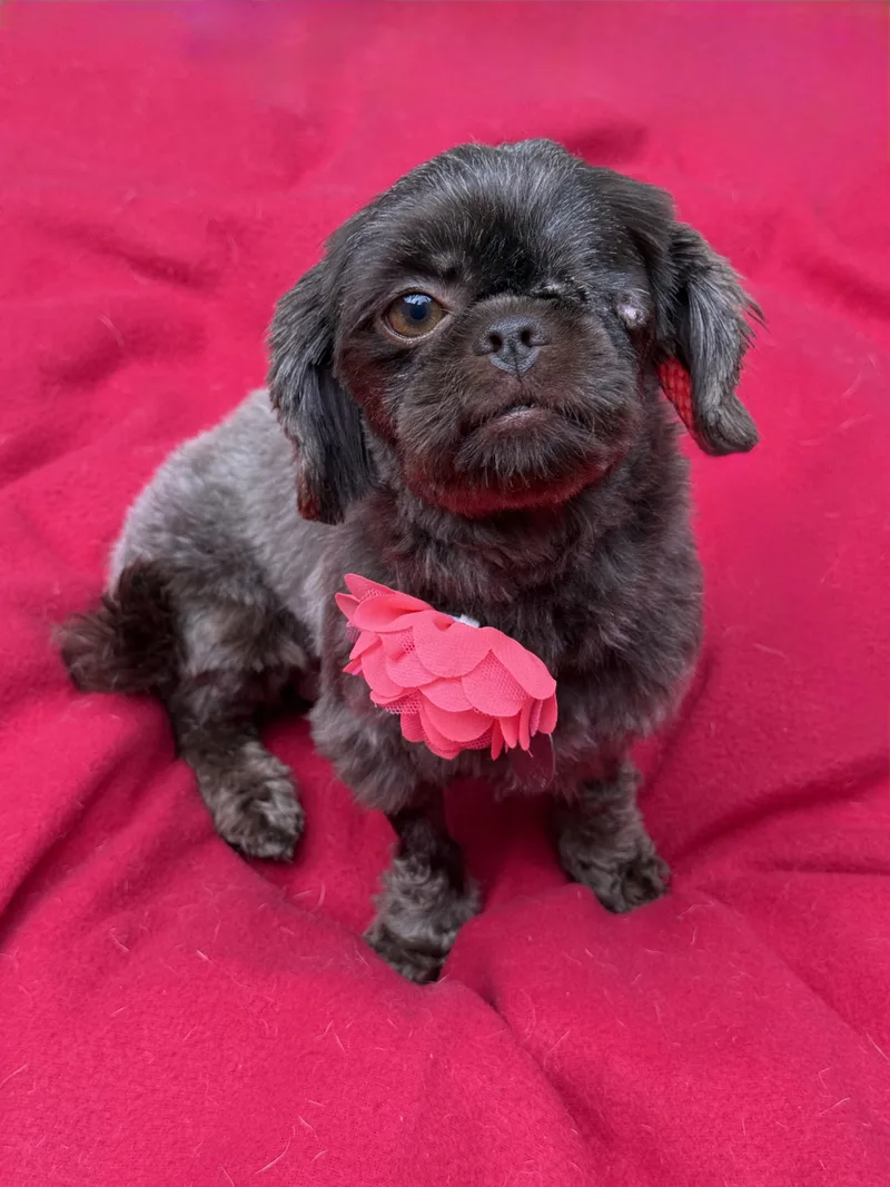 A young small-sized female Brown / Chocolate Brussels Griffon dog named Cocoa Bean for adoption in Houston, TX