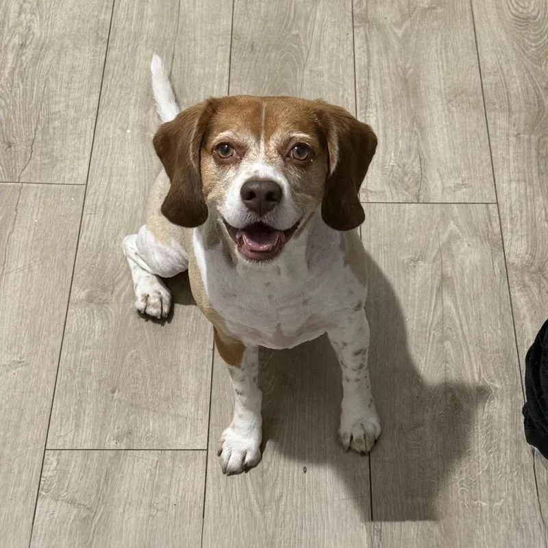 A senior medium-sized male Brown / Chocolate Beagle dog named Royce for adoption in Miami, FL