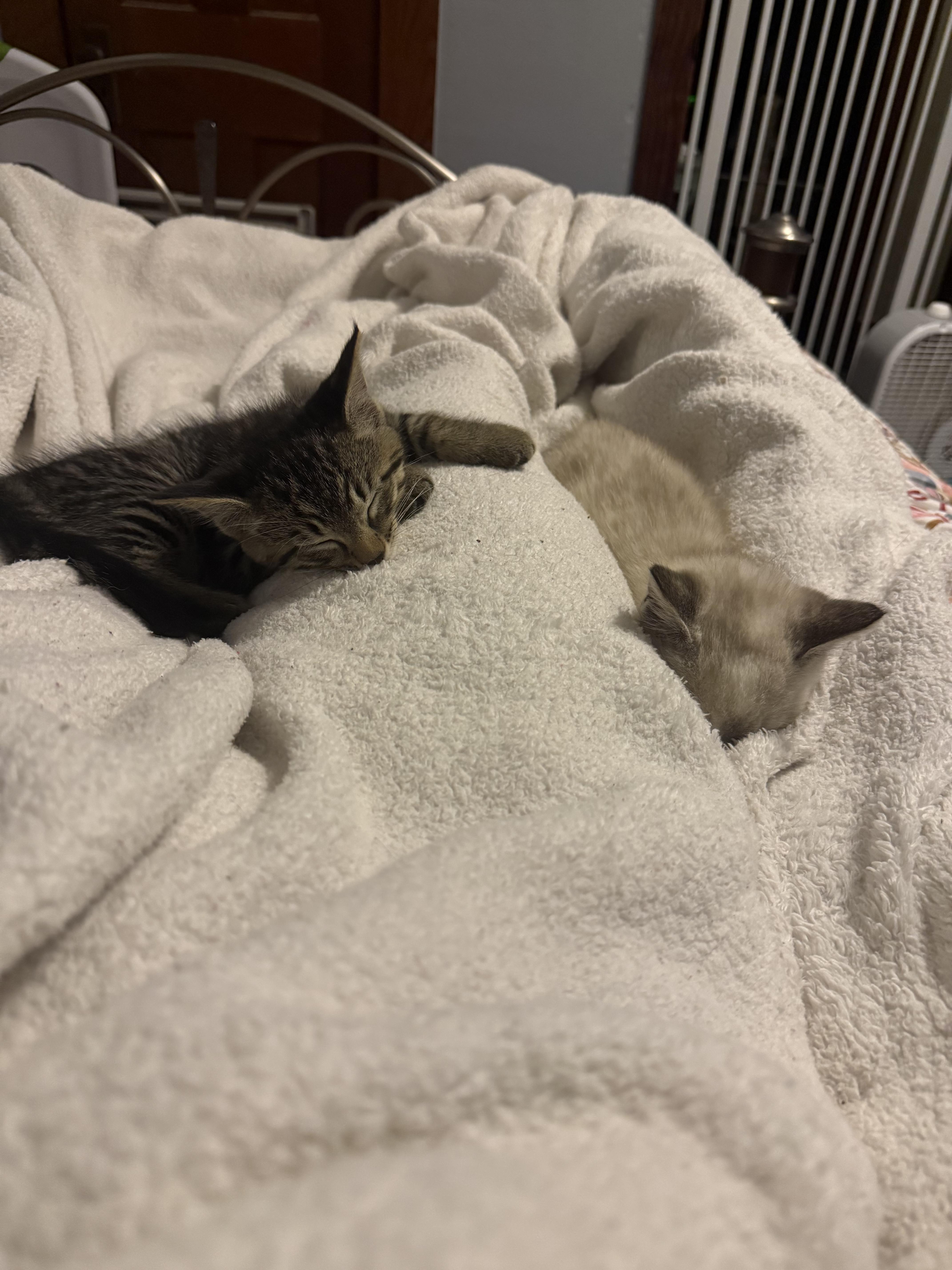 A baby medium-sized male Tabby (Brown / Chocolate) Tabby cat named Mothman for adoption in Columbus, OH